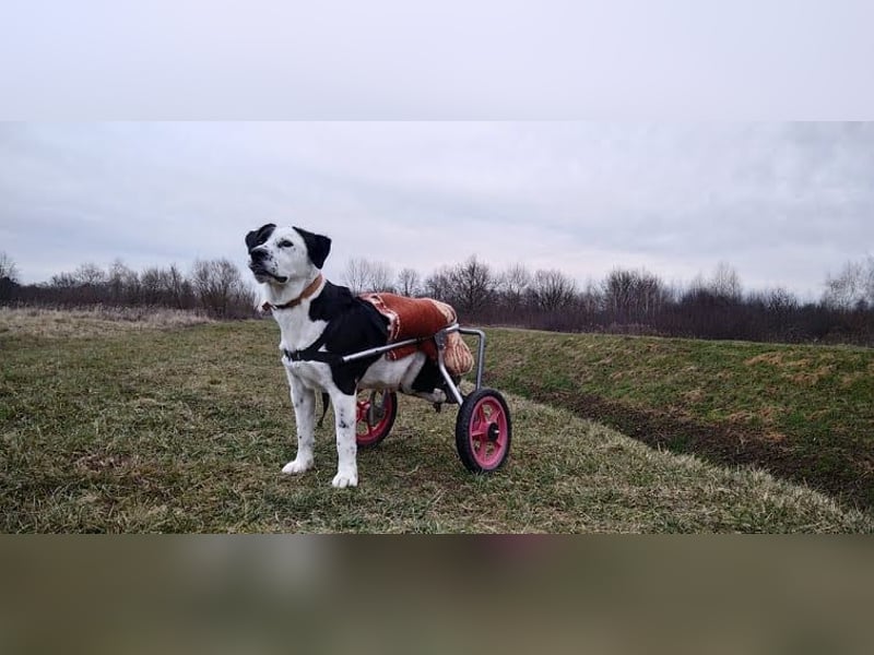 Rollihund FELIX - der wundervolle, hübsche Rüde liebt Ballspiele und das Leben