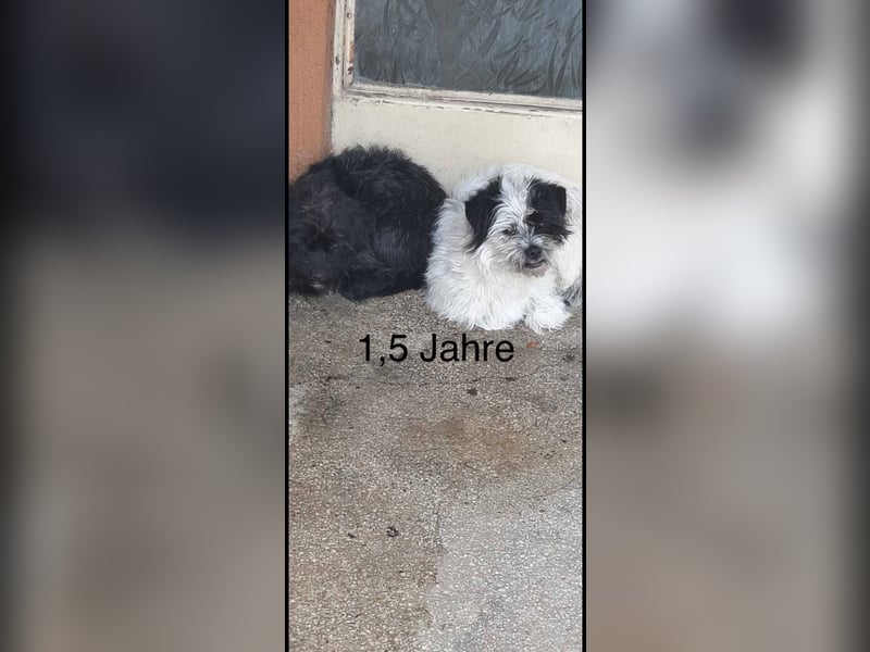 Tom & Jerry - zwei kleine, verlassene Brüder
