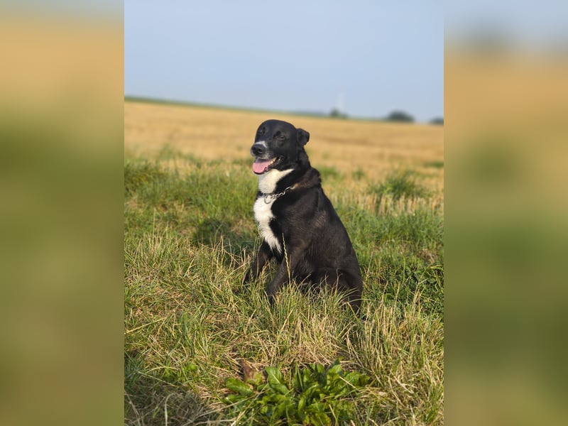 Bucky - Liebenswerter, junger Mann sucht seine Familie für immer