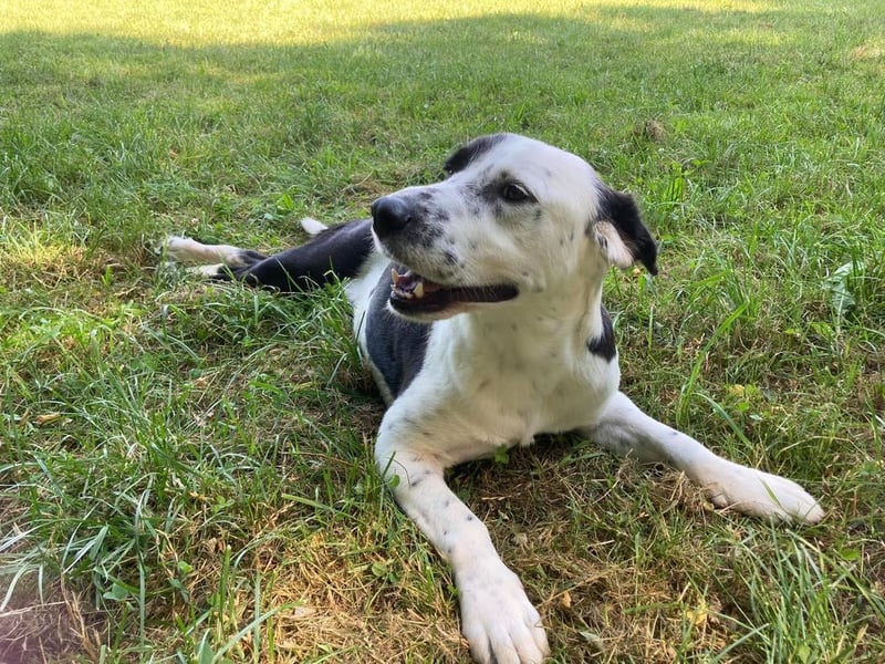 Rollihund FELIX - der wundervolle, hübsche Rüde liebt Ballspiele und das Leben