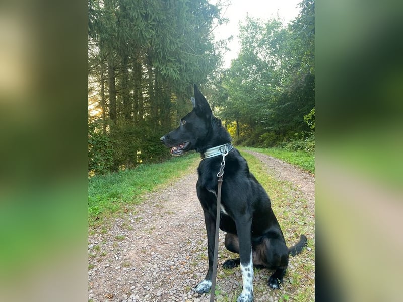 SOCKE - der menschenbezogene, treue Rüde sucht neuen Wirkungskreis bei hundeerfahrenen Menschen