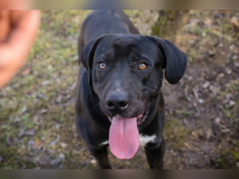PIPER - der junge Wilde ist etwas grobmotorisch und sucht eine aktive, hundeerfahrene Familie