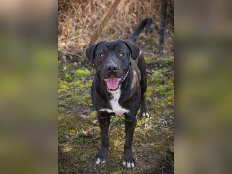 PIPER - der junge Wilde ist etwas grobmotorisch und sucht eine aktive, hundeerfahrene Familie