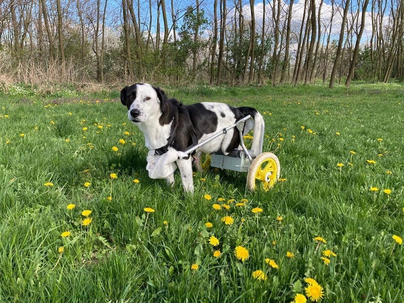 Rollihund FELIX - der wundervolle, hübsche Rüde liebt Ballspiele und das Leben