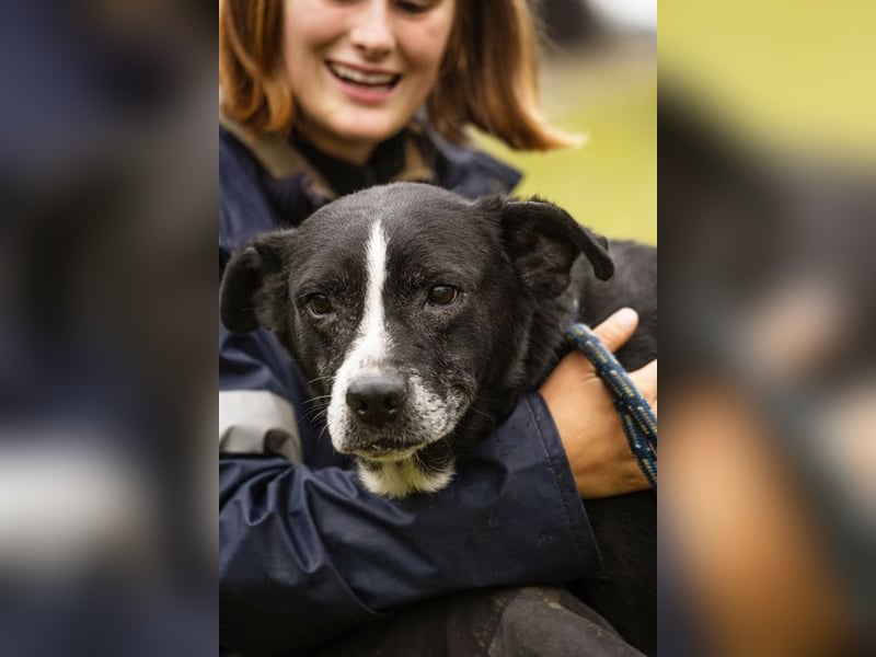 SHERLOCK - der aktive und neugierige Senior sucht ein liebevolles Zuhause