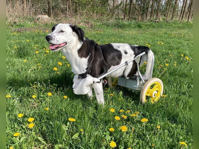 Rollihund FELIX - der wundervolle, hübsche Rüde liebt Ballspiele und das Leben