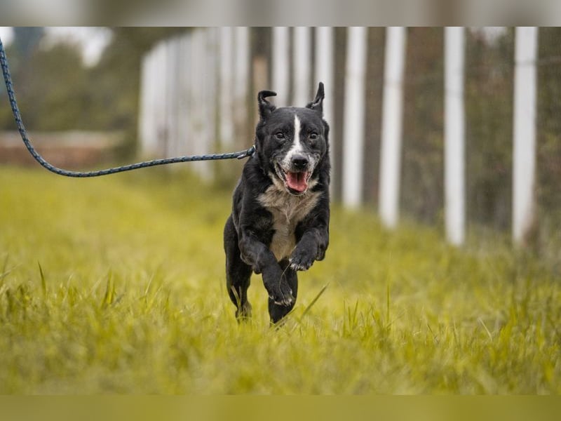 SHERLOCK - der aktive und neugierige Senior sucht ein liebevolles Zuhause