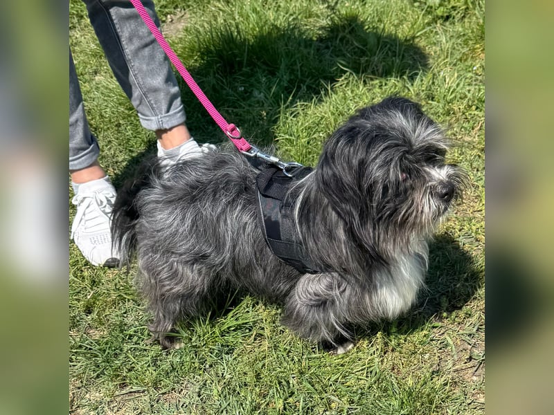 Chipnummer 248561 - Kleiner Wuschelwelpe sucht seine Familie