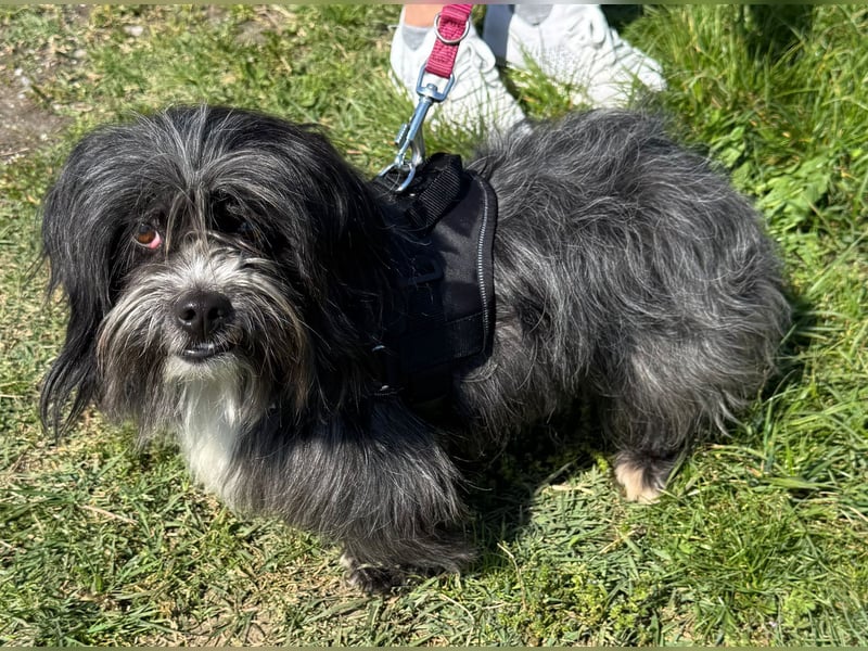 Chipnummer 248561 - Kleiner Wuschelwelpe sucht seine Familie