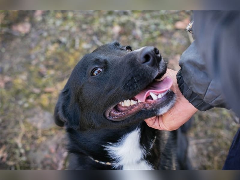MIRAN - der aktive und verspielte, liebe Hundemann mag Artgenossen und Menschen