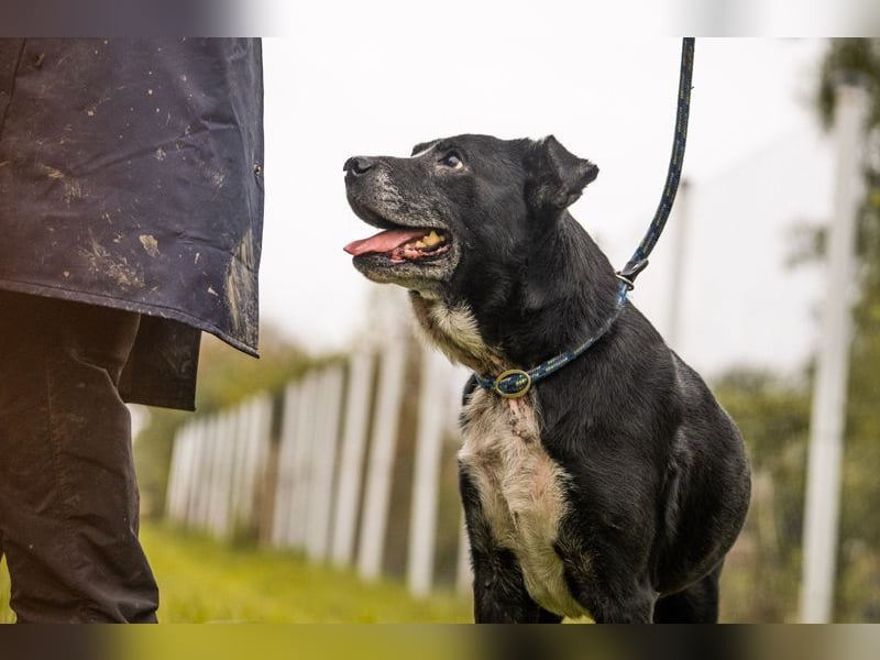 SHERLOCK - der aktive und neugierige Senior sucht ein liebevolles Zuhause