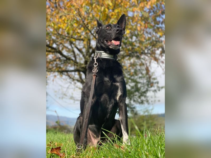 SOCKE - der menschenbezogene, treue Rüde sucht neuen Wirkungskreis bei hundeerfahrenen Menschen