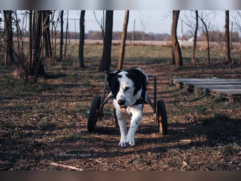 Rollihund FELIX - der wundervolle, hübsche Rüde liebt Ballspiele und das Leben