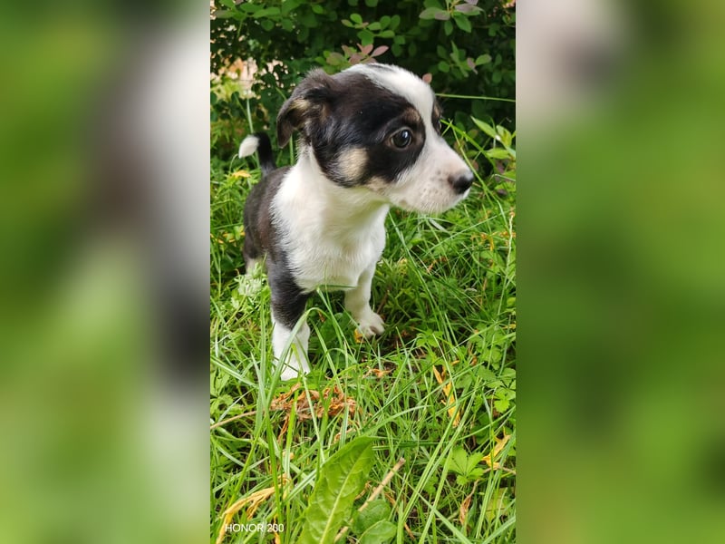 aufgeweckter Welpenjunge ELVIS