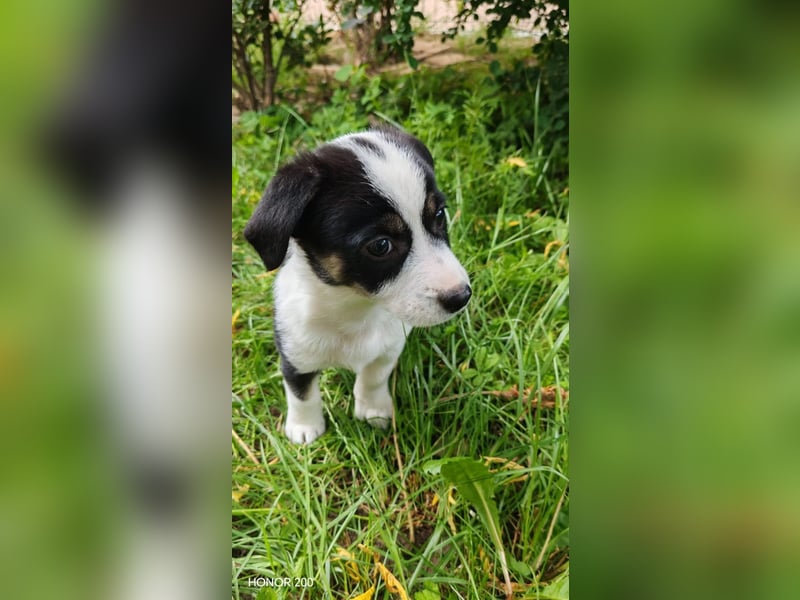 aufgeweckter Welpenjunge ELVIS