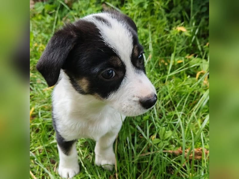aufgeweckter Welpenjunge ELVIS