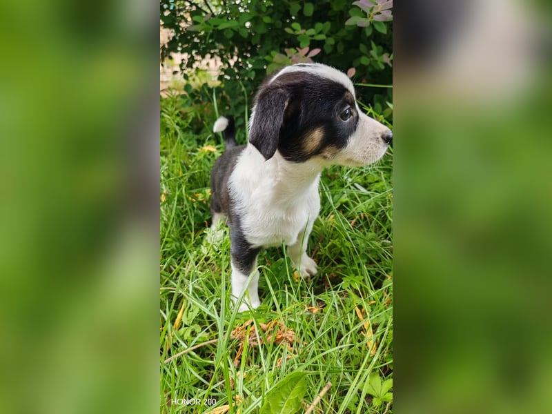 aufgeweckter Welpenjunge ELVIS