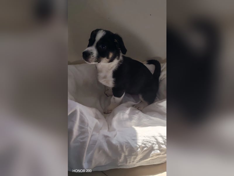 charmanter Welpenjunge ELLIOT