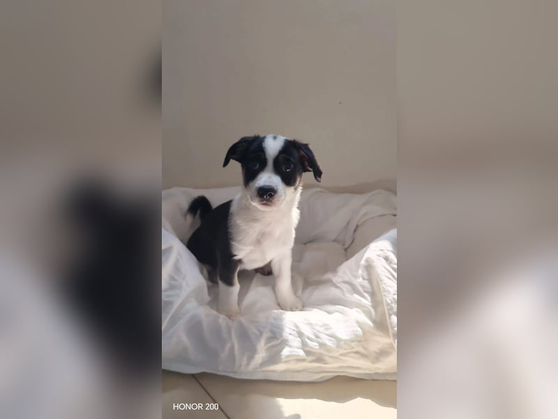 aufgeweckter Welpenjunge ELVIS