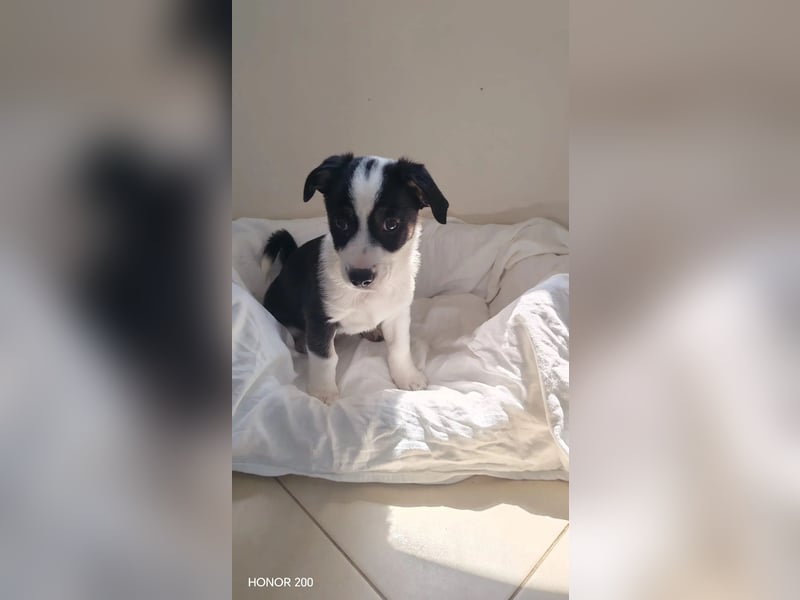 aufgeweckter Welpenjunge ELVIS