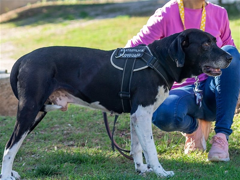 Pico, großer Hund sucht Menschen mit großem Herz