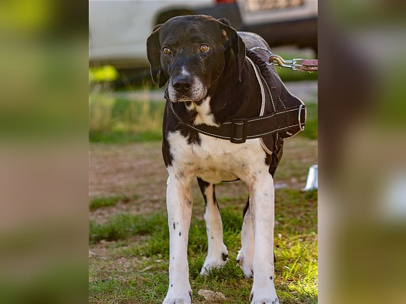 Pico, großer Hund sucht Menschen mit großem Herz