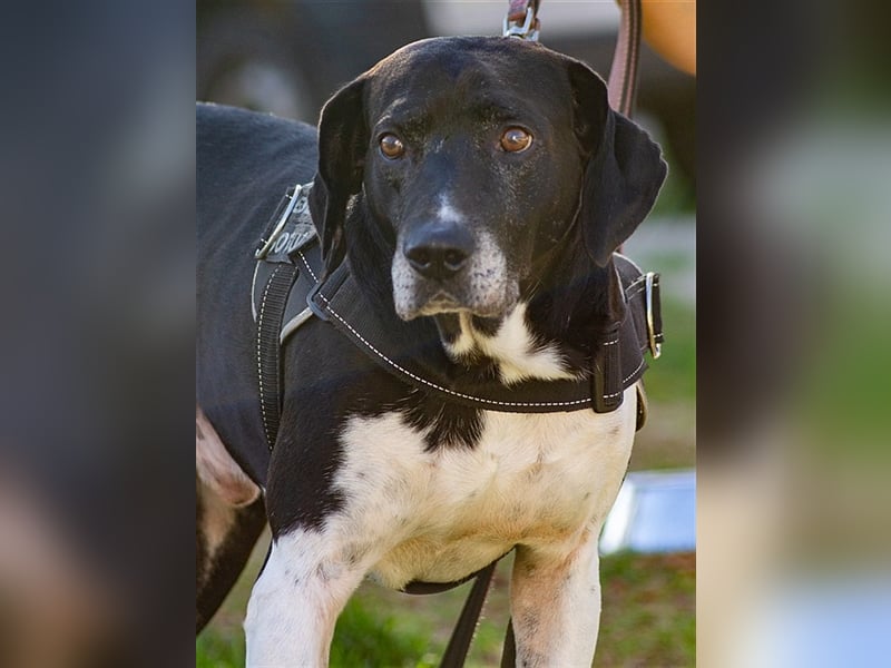 Pico, großer Hund sucht Menschen mit großem Herz