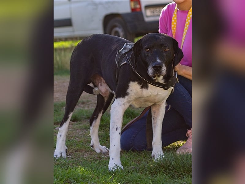 Pico, großer Hund sucht Menschen mit großem Herz