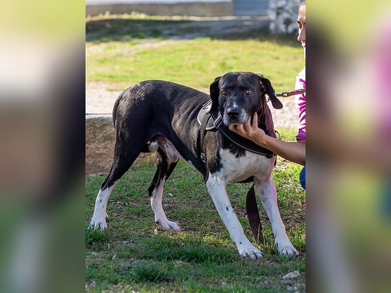 Pico, großer Hund sucht Menschen mit großem Herz
