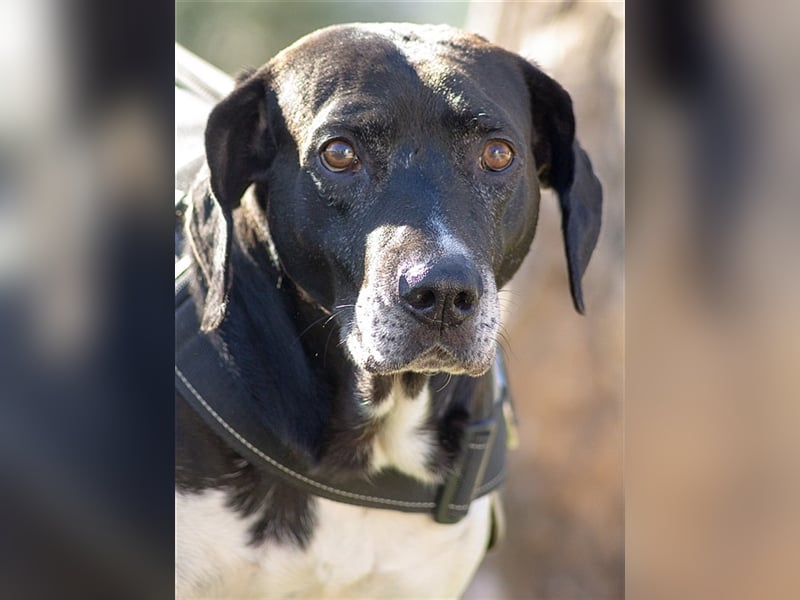 Pico, großer Hund sucht Menschen mit großem Herz