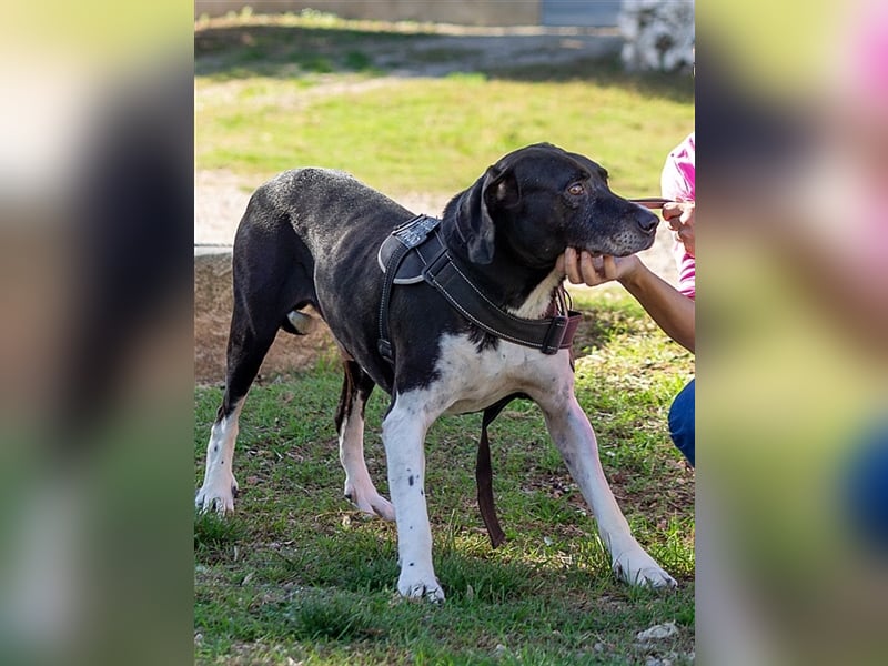 Pico, großer Hund sucht Menschen mit großem Herz