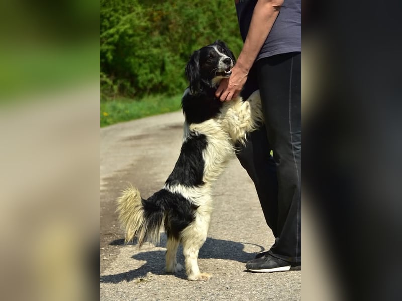 James S269 ist ein entspannter Hundekumpel