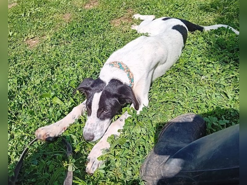 Jones ist ein aufgeweckter Sonnenschein