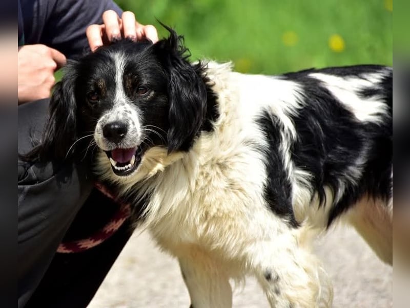 James S269 ist ein entspannter Hundekumpel