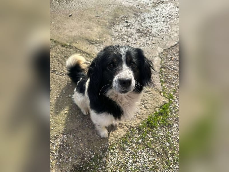 James S269 ist ein entspannter Hundekumpel