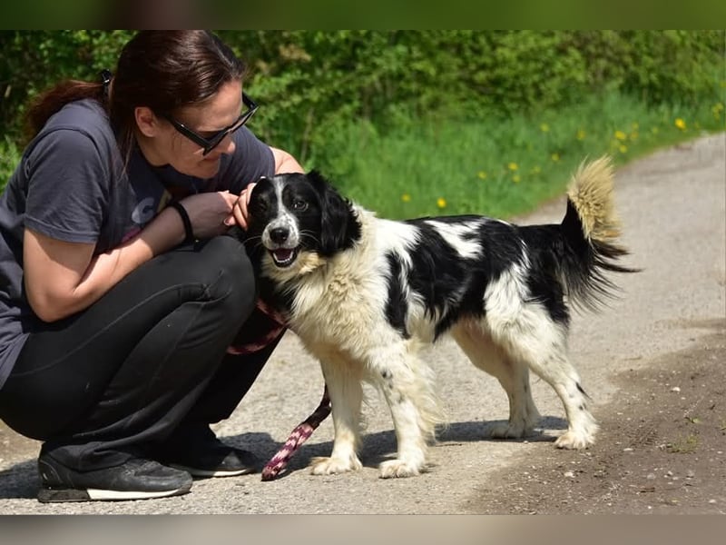 James S269 ist ein entspannter Hundekumpel