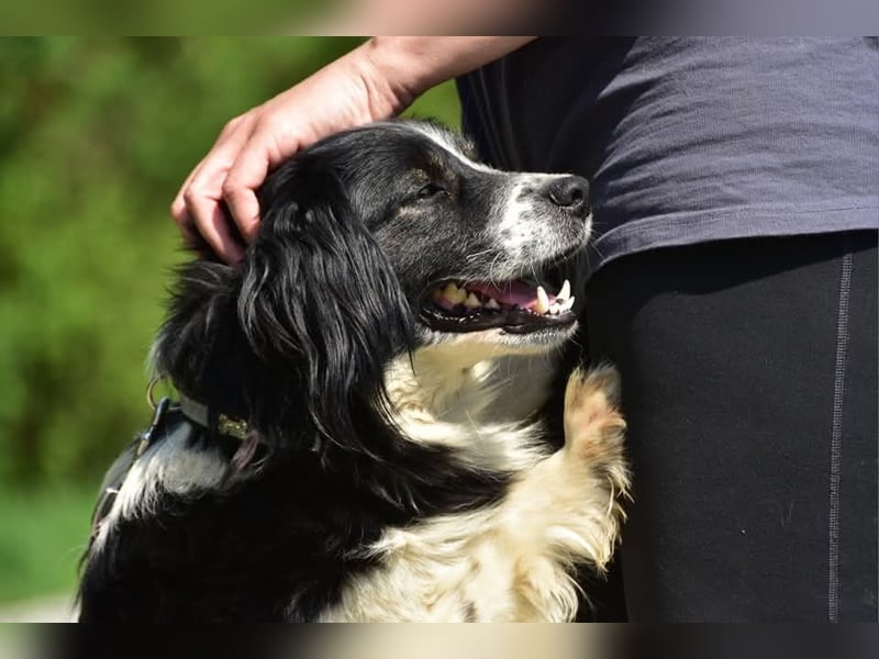 James S269 ist ein entspannter Hundekumpel