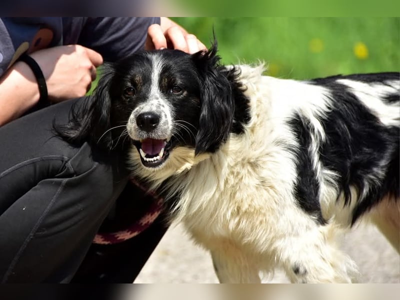 James S269 ist ein entspannter Hundekumpel