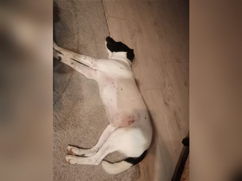 Waldy mag es bekuschelt zu werden