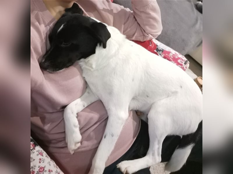 Waldy mag es bekuschelt zu werden