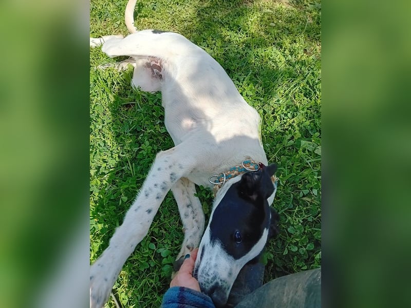 Jones ist ein aufgeweckter Sonnenschein