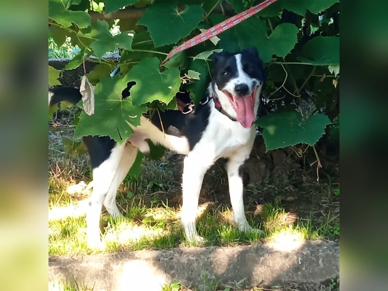 Bobi Ist eine wundervolle Persönlichkeit