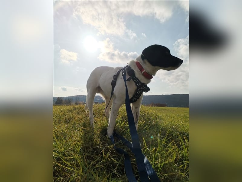 Waldy mag es bekuschelt zu werden