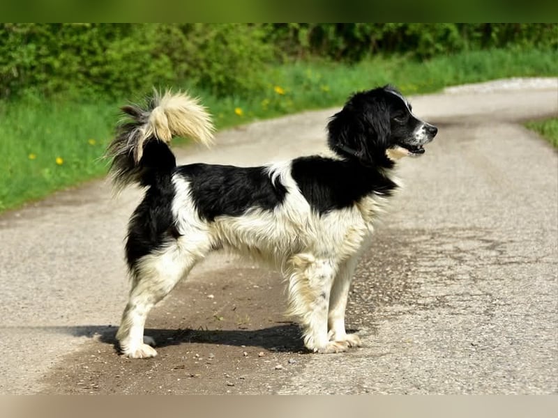 James S269 ist ein entspannter Hundekumpel