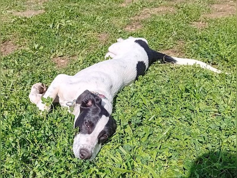 Jones ist ein aufgeweckter Sonnenschein