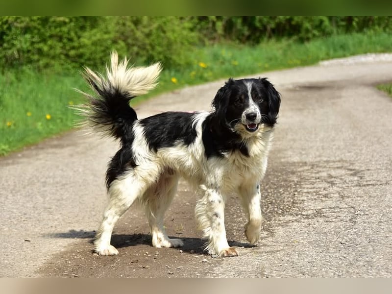 James S269 ist ein entspannter Hundekumpel