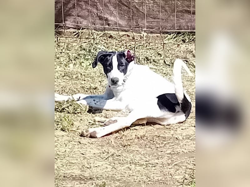 Jones ist ein aufgeweckter Sonnenschein