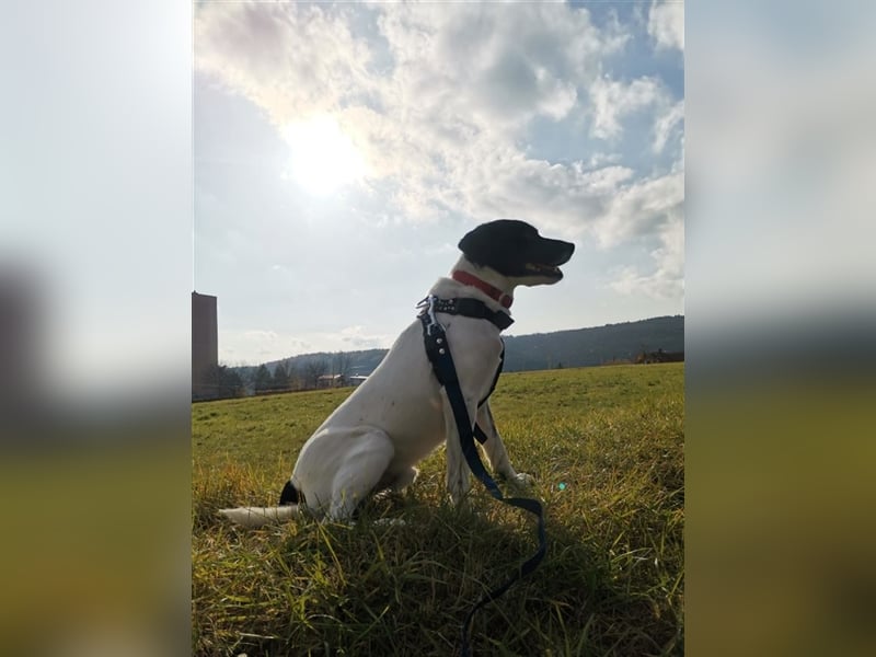 Waldy mag es bekuschelt zu werden