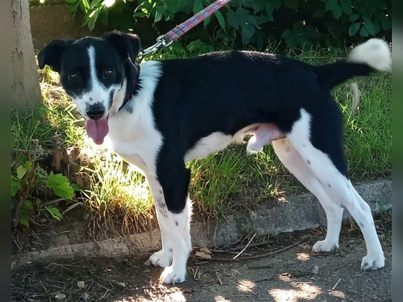 Bobi Ist eine wundervolle Persönlichkeit
