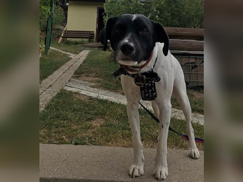 Waldy mag es bekuschelt zu werden